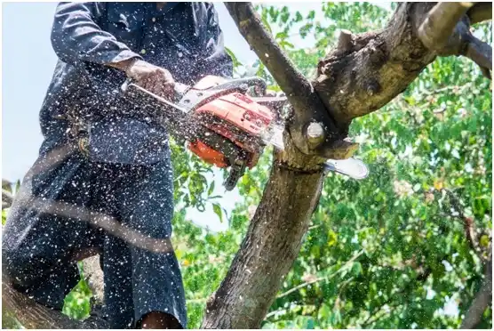 tree services South Pottstown